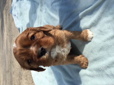 Medium Photo #1 Cavalier King Charles Spaniel Puppy For Sale in OWENS CROSS ROADS, AL, USA