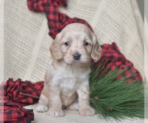 Cockapoo Puppy for sale in PENN YAN, NY, USA