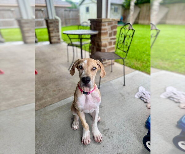 Medium Photo #1 Great Dane Puppy For Sale in Bullard, TX, USA