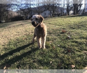 Mother of the Goldendoodle-Irish Doodle Mix puppies born on 08/27/2020