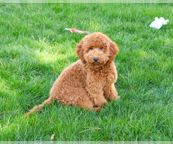 Medium Photo #3 Goldendoodle Puppy For Sale in SYRACUSE, IN, USA