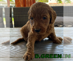 Puppy D Green Goldendoodle