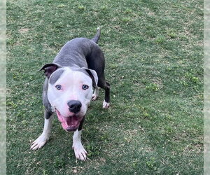 Mutt Dogs for adoption in Plano, TX, USA