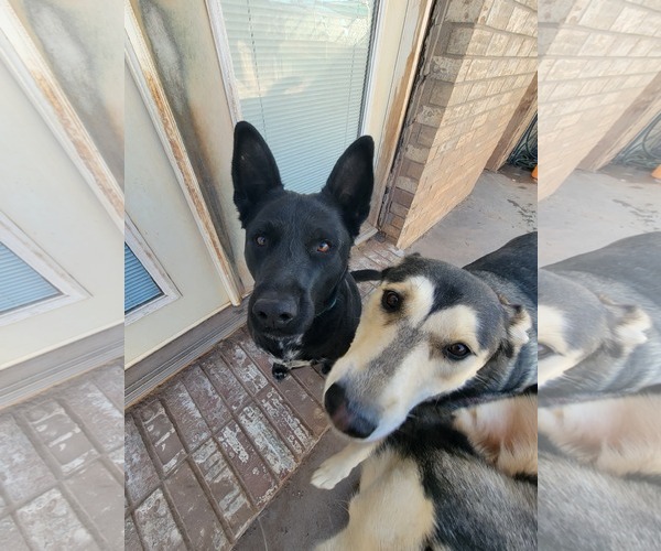 Medium Photo #7 Mutt Puppy For Sale in Cedar Crest, NM, USA