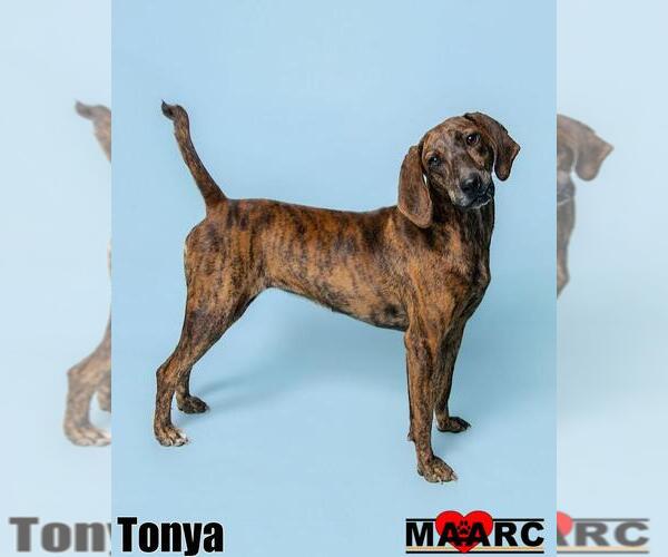 Medium Photo #8 Plott Hound Puppy For Sale in Maryville, TN, USA