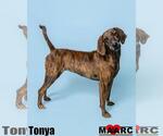 Small #7 Plott Hound