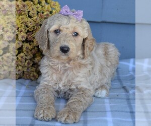 Goldendoodle Puppy for sale in COSHOCTON, OH, USA