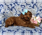 Small Photo #5 Goldendoodle-Poodle (Miniature) Mix Puppy For Sale in LINCOLN UNIVERSITY, PA, USA