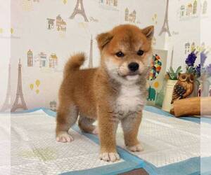 Shiba Inu Puppy for sale in NEW YORK, NY, USA