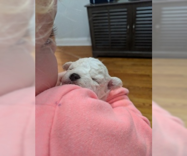 Medium Photo #5 Bichon Frise Puppy For Sale in NORTH BRANCH, MN, USA