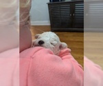 Small Photo #5 Bichon Frise Puppy For Sale in NORTH BRANCH, MN, USA