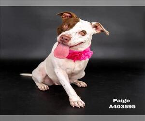 American Pit Bull Terrier-Unknown Mix Dogs for adoption in Conroe, TX, USA