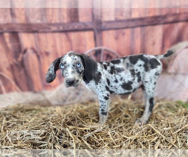Medium Photo #22 Catahoula Leopard Dog Puppy For Sale in CUMBY, TX, USA