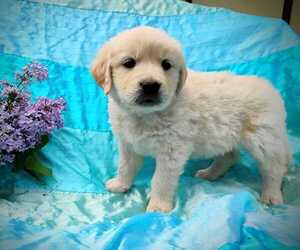 English Cream Golden Retriever Puppy for sale in EVERETT, WA, USA