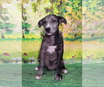 Small #3 Catahoula Leopard Dog Mix