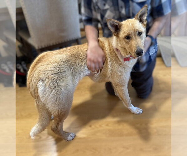Medium Photo #17 Mutt Puppy For Sale in Fargo, ND, USA