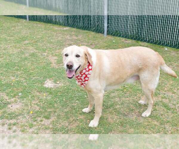 Medium Photo #1 Labrador Retriever-Unknown Mix Puppy For Sale in McKinney, TX, USA