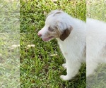 Small Photo #5 Miniature Australian Shepherd Puppy For Sale in ANTHONY, FL, USA