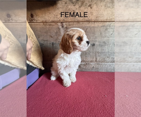 Medium Photo #8 Cavapoo (Miniature) Puppy For Sale in VERMONTVILLE, MI, USA