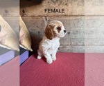 Small #7 Cavapoo (Miniature)