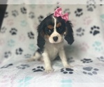 Small #3 Cavalier King Charles Spaniel