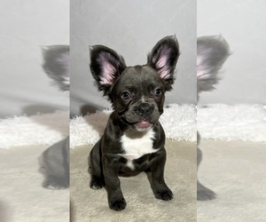 French Bulldog Puppy for sale in MONTGOMERY CITY, MO, USA