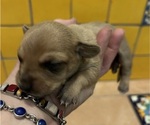 Puppy 3 Chihuahua-Chiweenie Mix