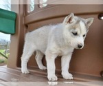 Small Photo #8 Siberian Husky Puppy For Sale in FLORA, IL, USA