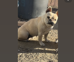 Small Photo #1 French Bulldog Puppy For Sale in PHELAN, CA, USA
