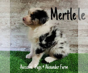 Australian Shepherd Puppy for sale in LAKEVILLE, IN, USA