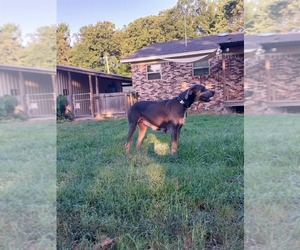 Mother of the Great Dane puppies born on 08/13/2026