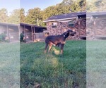 Small Photo #1 Great Dane Puppy For Sale in CONWAY, AR, USA