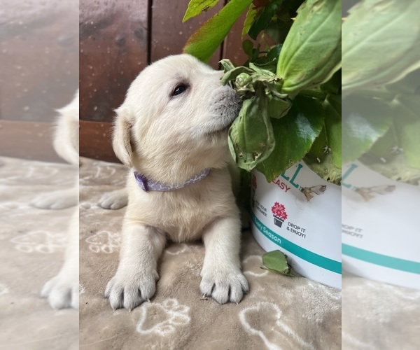 Medium Photo #3 Labrador Retriever Puppy For Sale in NEOLA, WV, USA