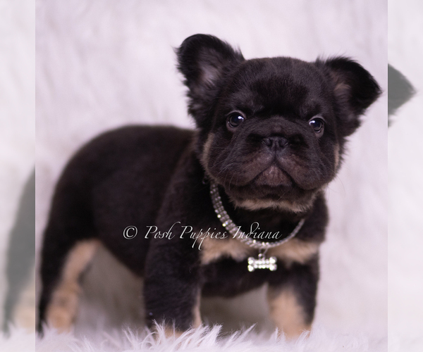 Medium Photo #3 French Bulldog Puppy For Sale in WARSAW, IN, USA