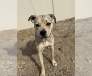 Kela - Female American Pit Bull Terrier-Unknown Mix Dog for Adoption - Photo #6