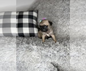 Pug Puppy for sale in INDIANAPOLIS, IN, USA