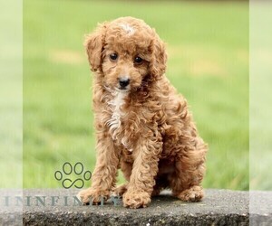 Goldendoodle (Miniature) Puppy for sale in RONKS, PA, USA