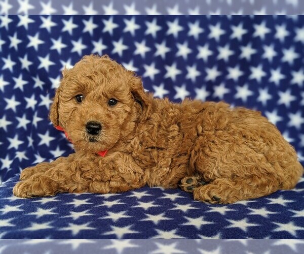 Medium Photo #5 Goldendoodle Puppy For Sale in QUARRYVILLE, PA, USA