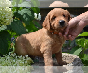 Medium Golden Retriever