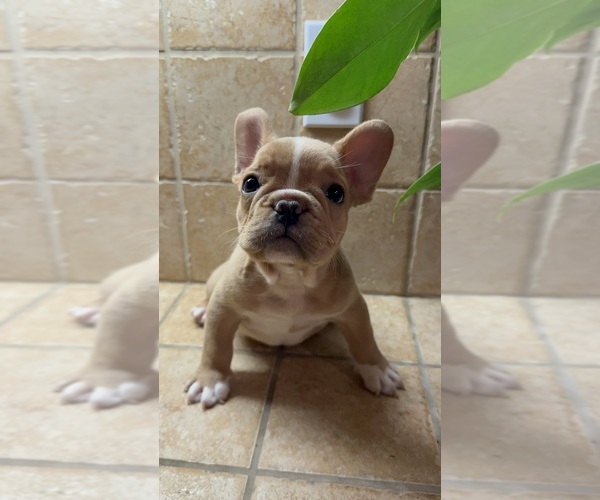 Medium Photo #6 French Bulldog Puppy For Sale in DISCOVERY BAY, CA, USA