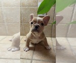 Small #5 French Bulldog