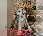 Small Photo #7 Dalmatian Puppy For Sale in LINCOLNTON, GA, USA