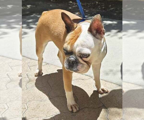 Medium Photo #4 Faux Frenchbo Bulldog Puppy For Sale in Huntington Beach, CA, USA