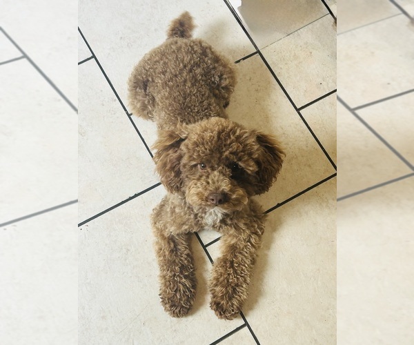Medium Photo #2 Shih-Poo Puppy For Sale in MAYO, FL, USA