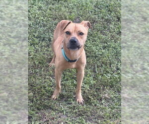 American Staffordshire Terrier Dogs for adoption in Fort Lauderdale, FL, USA