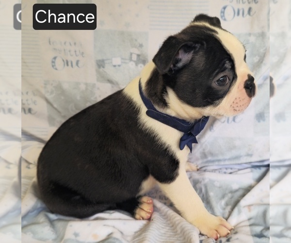 Medium Photo #4 Boston Terrier Puppy For Sale in MINERAL WELLS, WV, USA