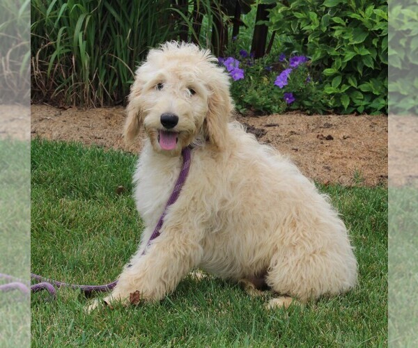 Medium Photo #4 Goldendoodle Puppy For Sale in FREDERICKSBURG, OH, USA