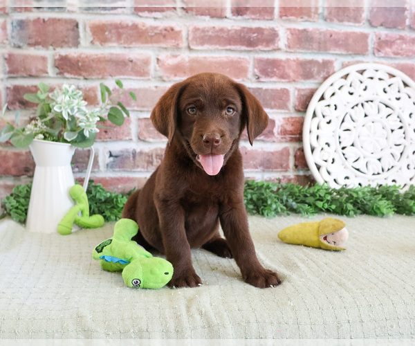 Medium Photo #7 Labrador Retriever Puppy For Sale in SYRACUSE, IN, USA