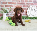 Small #6 Labrador Retriever