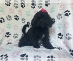 Small #1 ShihPoo